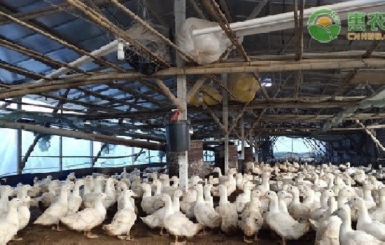 2025鸭苗批发价多少钱一只？