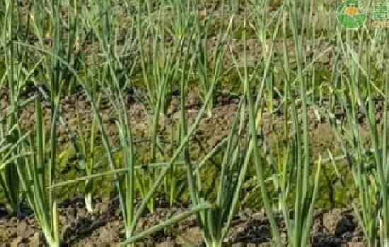 2024年11月份大葱价格