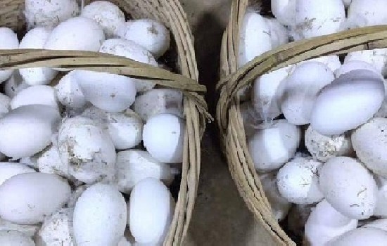 鹅蛋如何挑选？