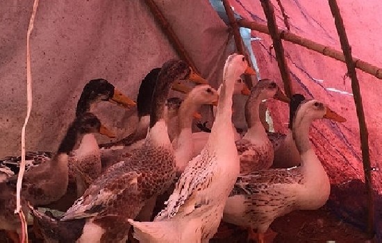 成年鸭分公母的最佳方法