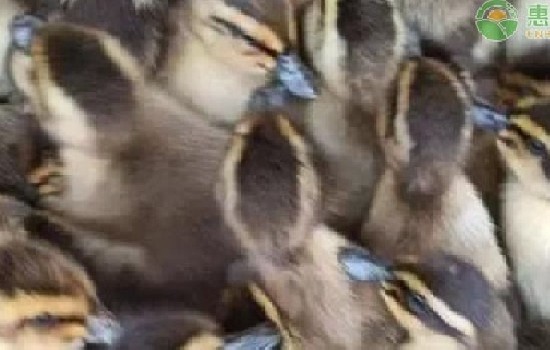 鸭苗价格多少钱一只？