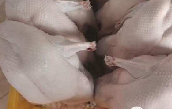 最便宜的鸭子品种