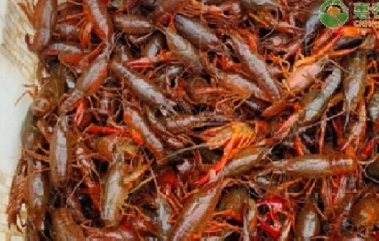 盘点十大暴利水产养殖