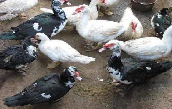 番鸭分公母的最佳方法