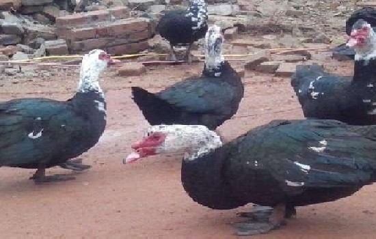 什么品种的鸭子最好吃？