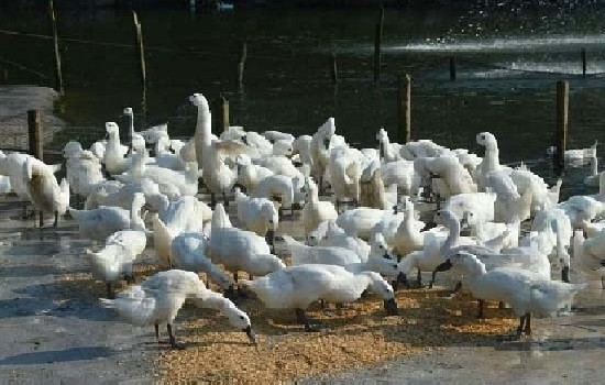 中国十大顶级鸭子品种