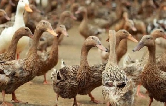 三穗麻鸭为什么是三穗最著名的鸭？